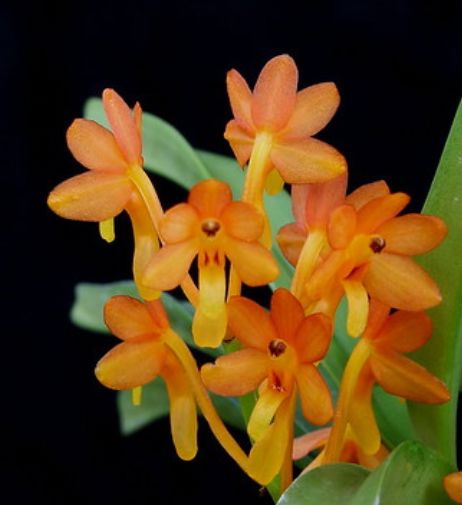 Ascocentrum ampullacea Ascocentrum La Foresta Orchids var. aurantiacum