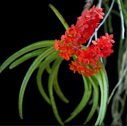 Ascocentrum curvifolium Vanda La Foresta Orchids