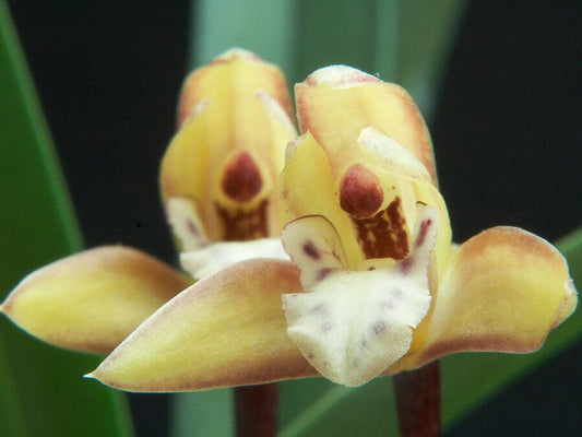 Brasiliorchis gracilis Maxillaria La Foresta Orchids