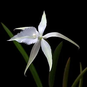 Brassavola Alliance: Rhynchovola David Sander Brassavola La Foresta Orchids