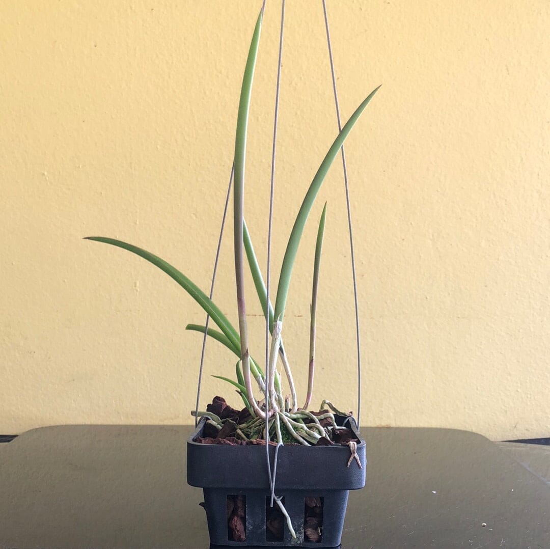 Brassavola digbyana var. fimbripetala x Brassavola appendiculata Brassavola La Foresta Orchids