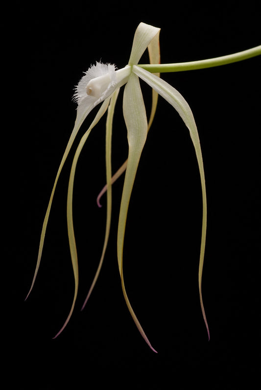 Brassavola digbyana var. fimbripetala x Brassavola appendiculata Brassavola La Foresta Orchids