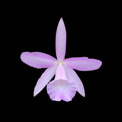 Brassavola nodosa x Cattleya harrisoniana Cattleya La Foresta Orchids 