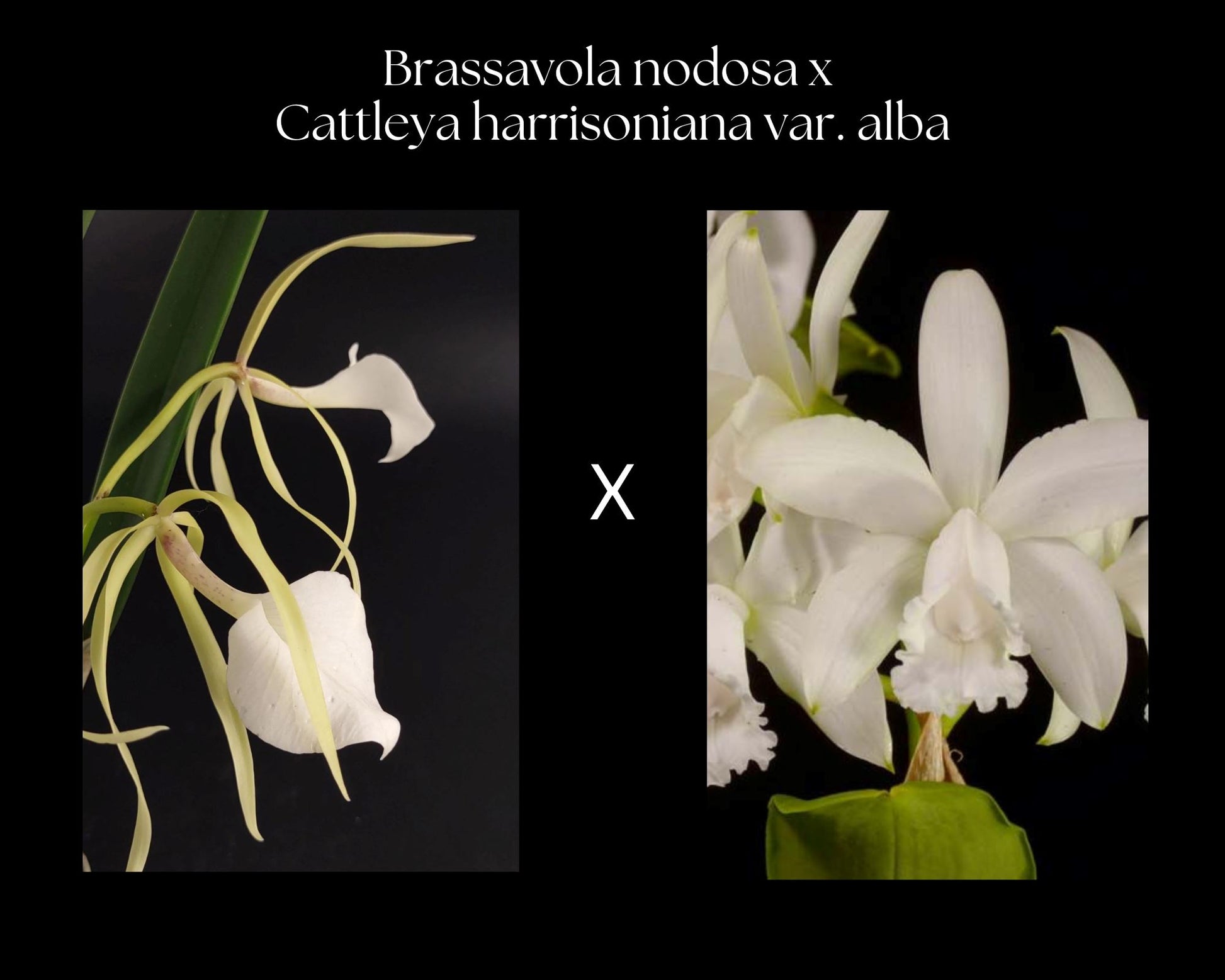 Brassavola nodosa x Cattleya harrisoniana var. alba Cattleya La Foresta Orchids 