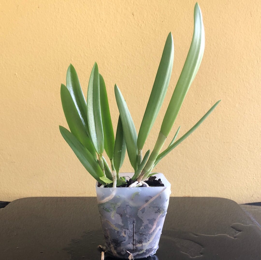 Brassavola nodosa x Cattleya harrisoniana var. alba Cattleya La Foresta Orchids
