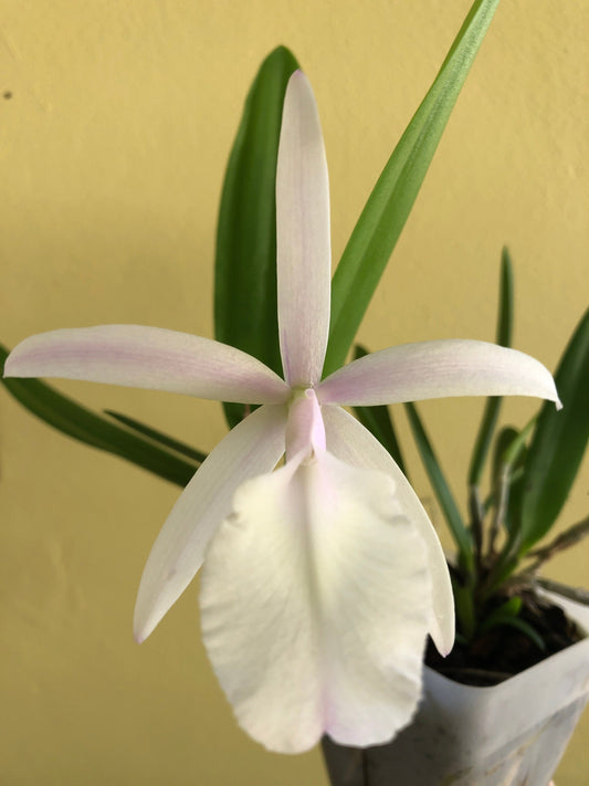 Brassavola nodosa x Cattleya harrisoniana var. alba Cattleya La Foresta Orchids