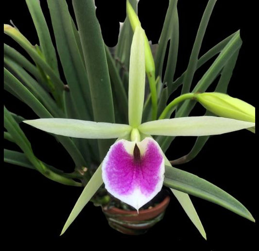 Brassavola nodosa x Cattleya labiata Cattleya La Foresta Orchids
