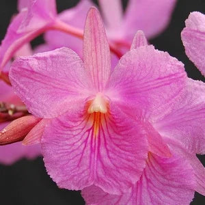 Broughtonia sanguinea 'Pink Moon' x sanguinea 4N Broughtonia La Foresta Orchids