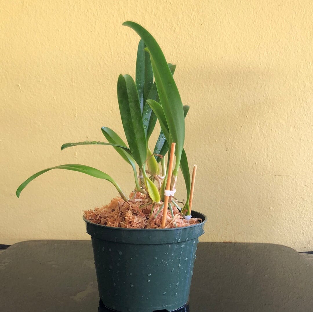 Bulbophyllum biflorum Bulbophyllum La Foresta Orchids