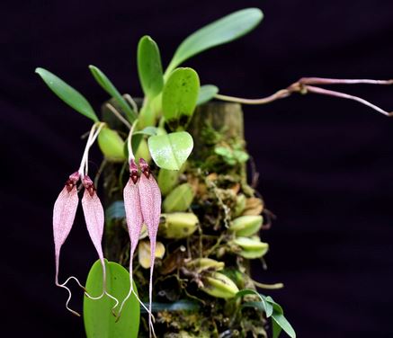 Bulbophyllum biflorum Bulbophyllum La Foresta Orchids