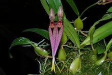 Bulbophyllum biflorum Bulbophyllum La Foresta Orchids 