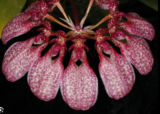 Bulbophyllum eberhardtii Bulbophyllum La Foresta Orchids