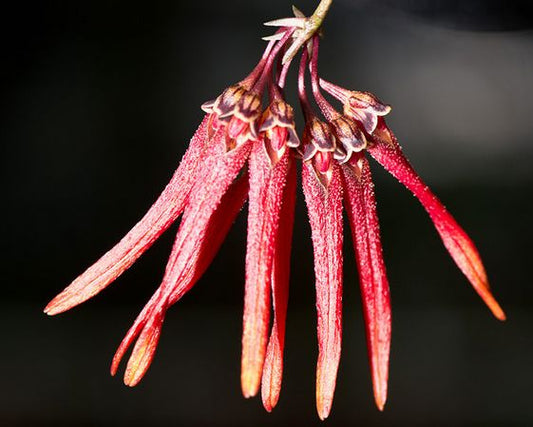 Bulbophyllum farreri Bulbophyllum La Foresta Orchids
