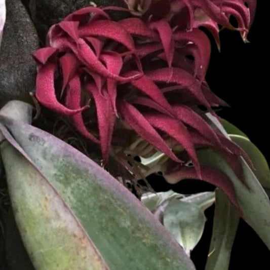 Bulbophyllum fletcherianum Bulbophyllum La Foresta Orchids