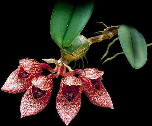 Bulbophyllum frostii Bulbophyllum La Foresta Orchids