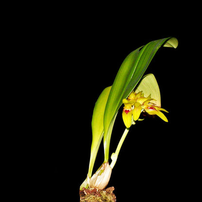 Bulbophyllum graveolens Bulbophyllum La Foresta Orchids 