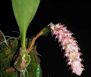 Bulbophyllum lilacinum Bulbophyllum La Foresta Orchids 