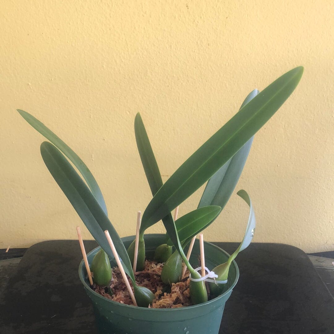 Bulbophyllum lilacinum Bulbophyllum La Foresta Orchids