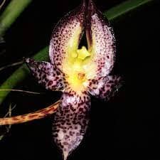 Bulbophyllum macranthum Bulbophyllum La Foresta Orchids 