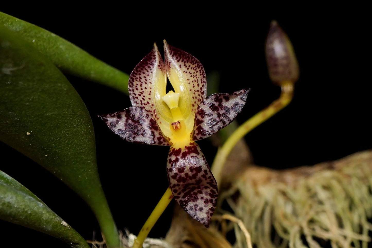 Bulbophyllum macranthum Bulbophyllum La Foresta Orchids 