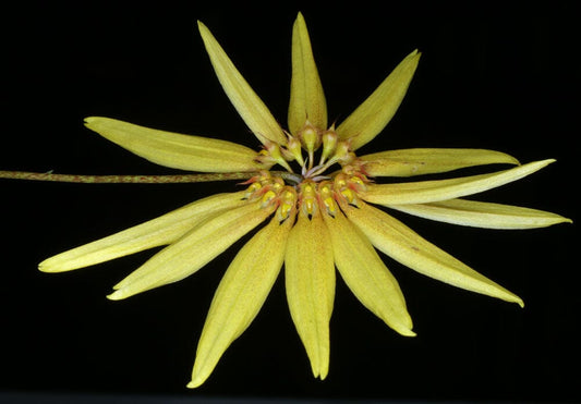 Bulbophyllum makoyanum Bulbophyllum La Foresta Orchids