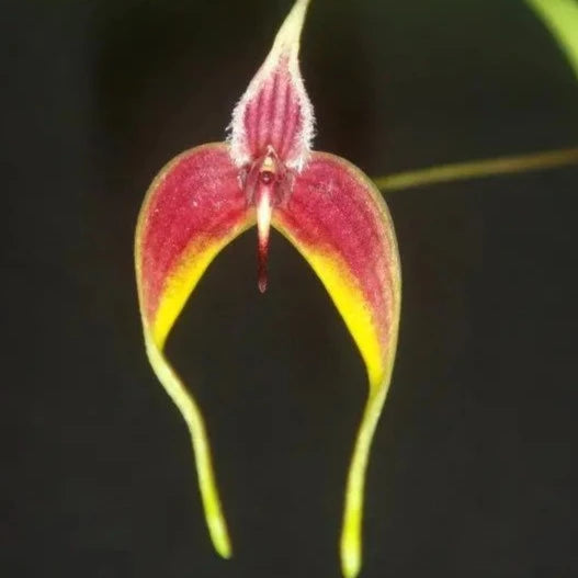 Bulbophyllum masdevalliaceum Bulbophyllum La Foresta Orchids