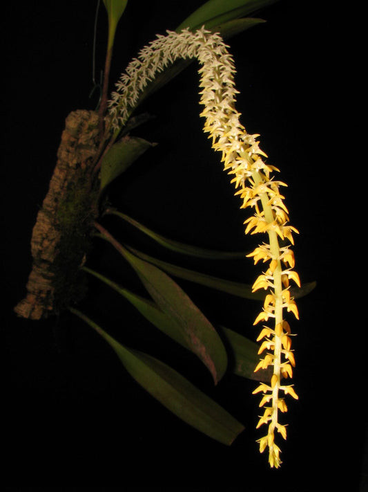 Bulbophyllum odoratum Bulbophyllum La Foresta Orchids