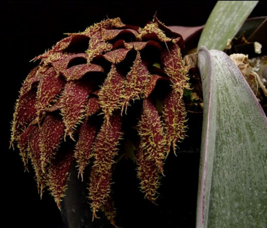 Bulbophyllum phalaenopsis Bulbophyllum La Foresta Orchids