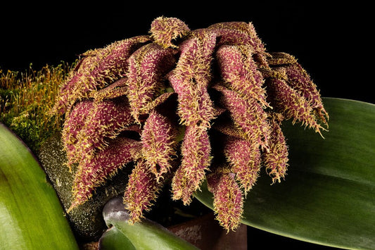 Bulbophyllum phalaenopsis Bulbophyllum La Foresta Orchids