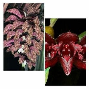 Bulbophyllum phalaenopsis x Bulbophyllum cruentum Bulbophyllum La Foresta Orchids 