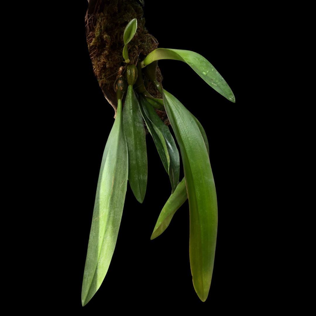 Bulbophyllum phalaenopsis x Bulbophyllum cruentum Bulbophyllum La Foresta Orchids 