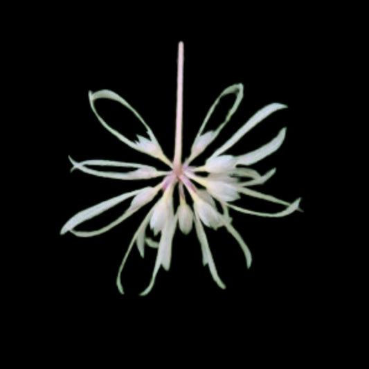 Bulbophyllum purpurascens - In BLOOM! Bulbophyllum La Foresta Orchids