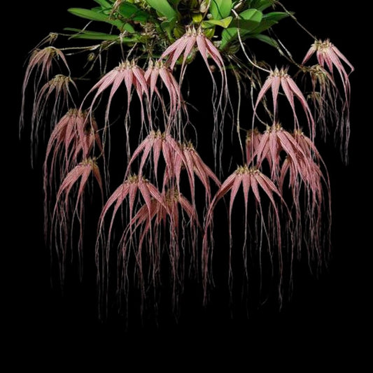 Bulbophyllum rothschildianum x Bulbophyllum longissimum Bulbophyllum La Foresta Orchids