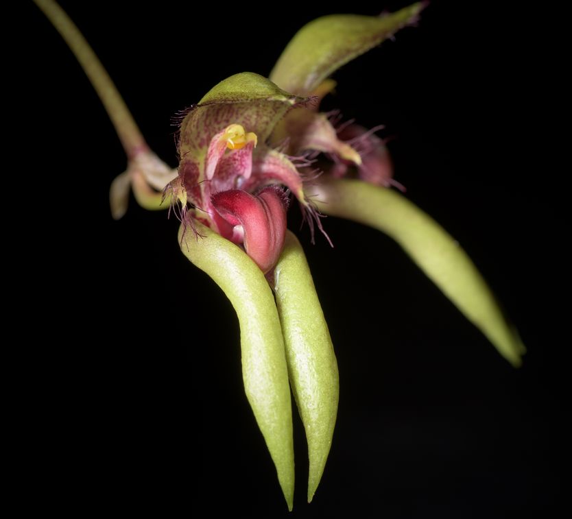 Bulbophyllum species Bulbophyllum La Foresta Orchids Bulbophyllum pingtungensis