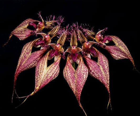 Bulbophyllum species Bulbophyllum La Foresta Orchids Bulbophyllum rothschildianum