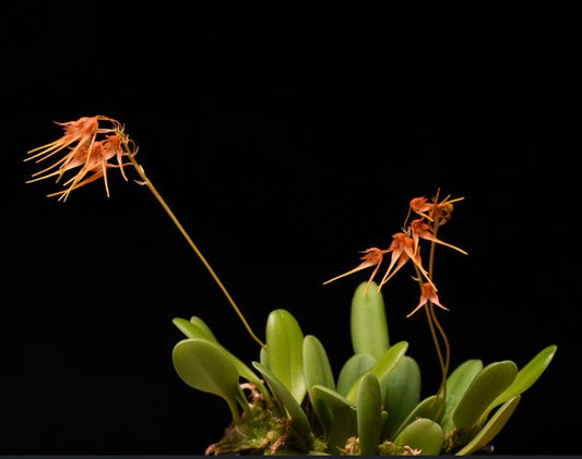Bulbophyllum taiwanense Bulbophyllum La Foresta Orchids