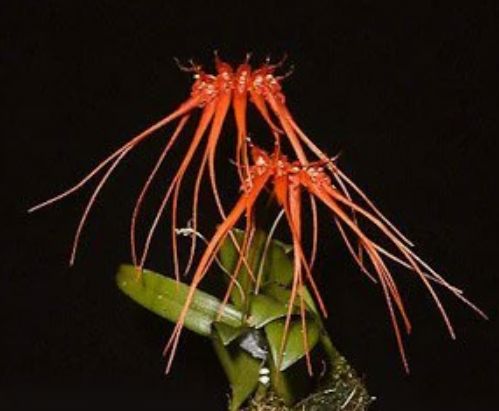 Bulbophyllum tingabarinum Bulbophyllum La Foresta Orchids