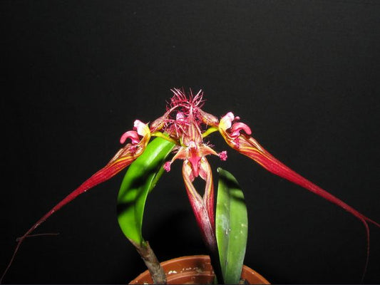 Bulbophyllum wendlandianum Bulbophyllum La Foresta Orchids
