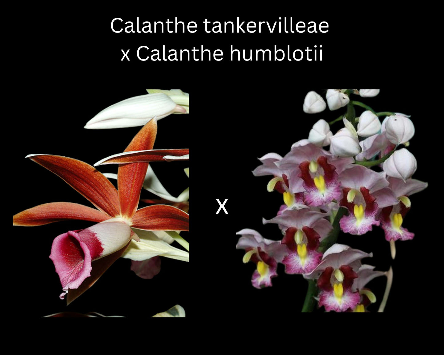 Calanthe Alliance: Gastrophaius Cooksoniae Calanthe La Foresta Orchids