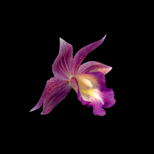 Calanthe Alliance: Gastrophaius Cooksoniae Calanthe La Foresta Orchids