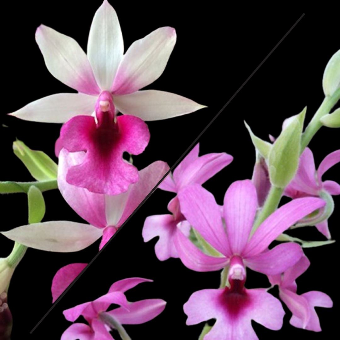 Calanthe Rose Georgene x Calanthe First Lady Calanthe La Foresta Orchids 