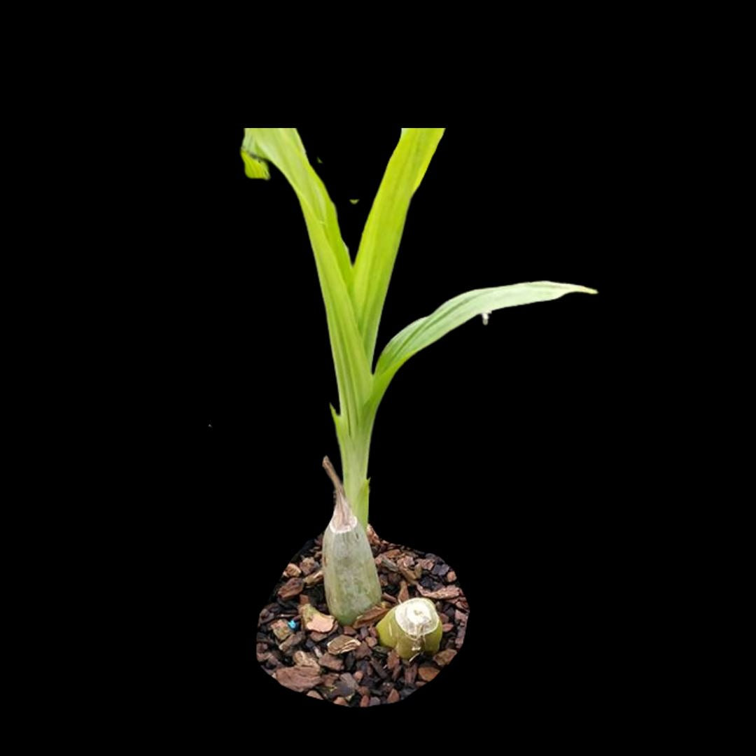 Calanthe Rose Georgene x Calanthe First Lady Calanthe La Foresta Orchids