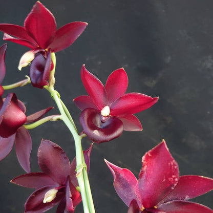Catanoches Taiwan Red Diamond Catasetum La Foresta Orchids 