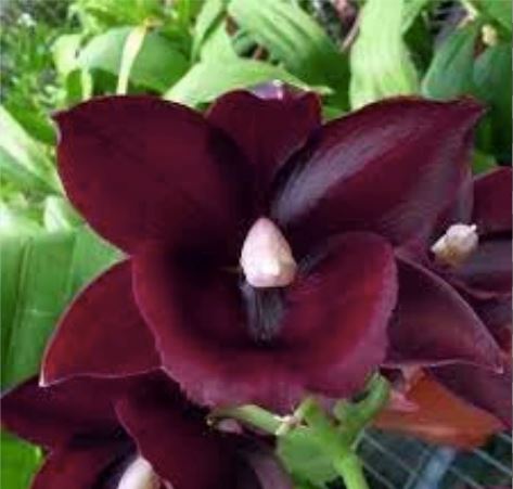 Catanoches Taiwan Red Diamond Catasetum La Foresta Orchids