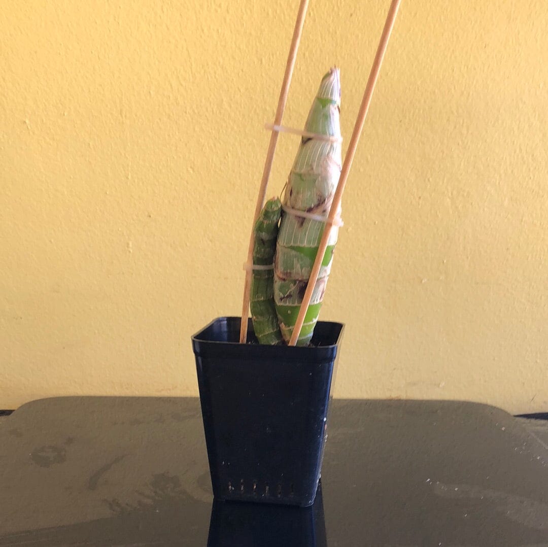 Catasetinae Alliance: Catanoches Taiwan Red Diamond Catasetum La Foresta Orchids