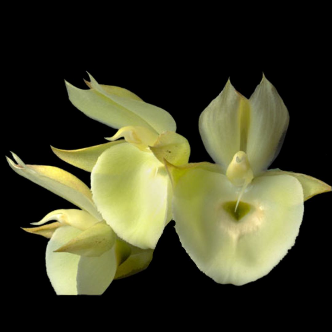 Catasetinae Alliance: Catasetum pileatum - a Variegated Orchid! Catasetum La Foresta Orchids 