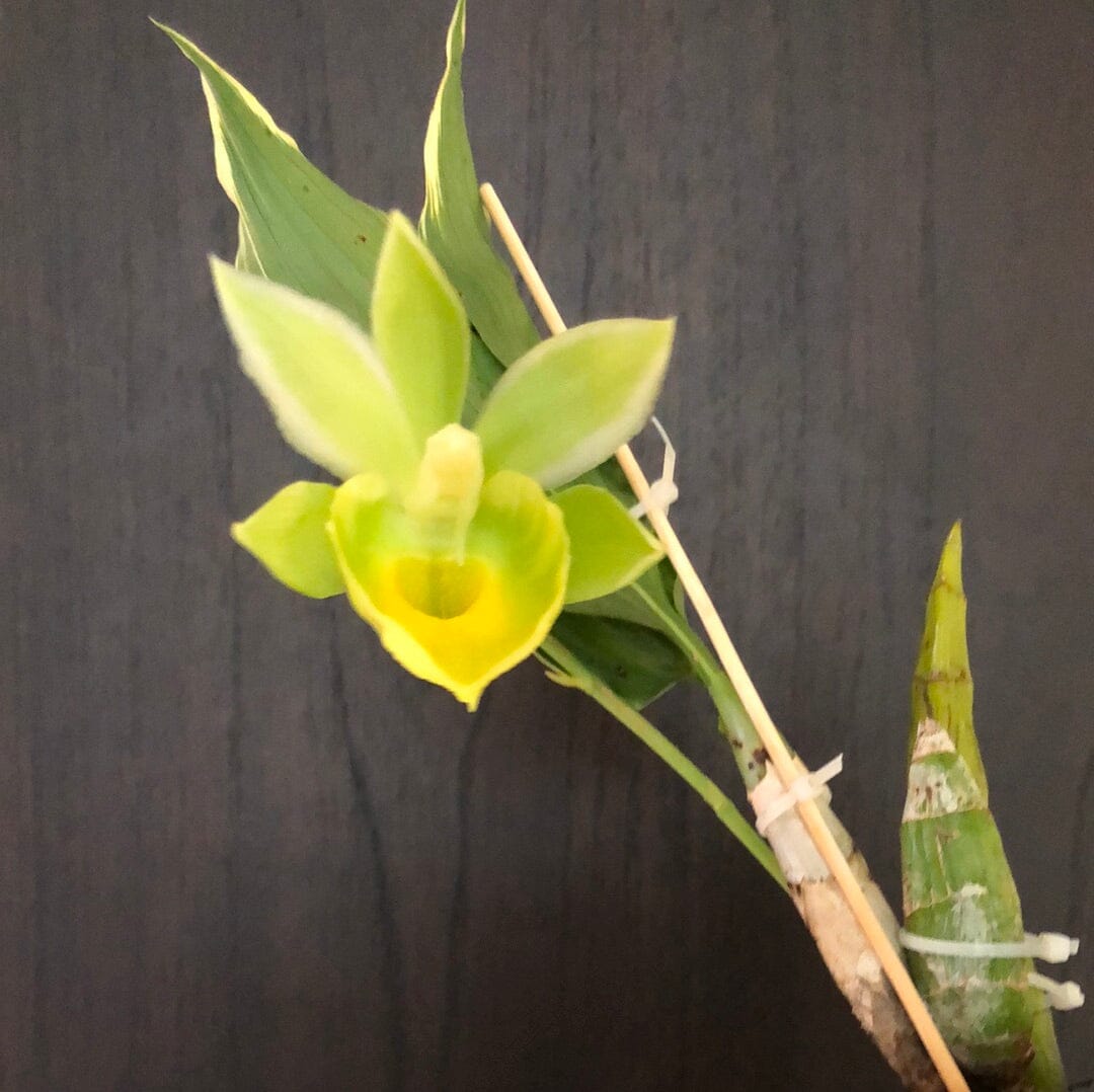 Catasetinae Alliance: Catasetum pileatum - a Variegated Orchid! Catasetum La Foresta Orchids 
