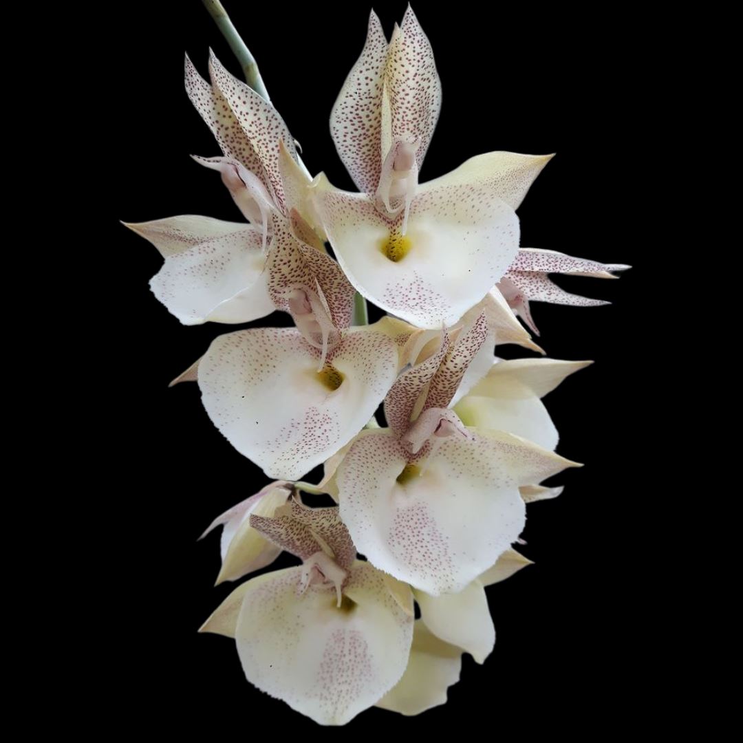 Catasetinae Alliance: Catasetum pileatum var. ‘Red Pena’ HCC/AOS Catasetum La Foresta Orchids 