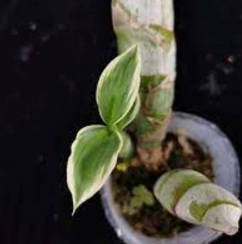 Catasetinae Alliance: Catasetum pileatum - Variegated Orchid! Catasetum La Foresta Orchids 