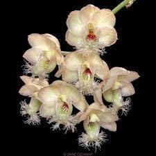 Catasetinae Alliance: Clowesia warscewiczii x Clowesia rosea Clowesia La Foresta Orchids 